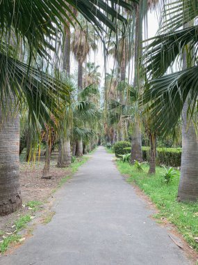 Güzel tropik bir yer, yeşil palmiye yaprakları arasında düz bir yol.