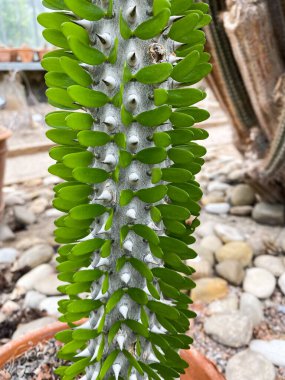 Acanthus Mollis, Bear 's Breech, Bear' s foot, istiridye fabrikası, Botanik 'te baharda Sea Dock. İtalya, Palermo