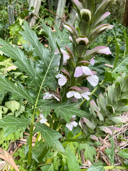 Acanthus Mollis Bear Breech Bear Foot Oyster Plant Sea Dock — Foto de Stock