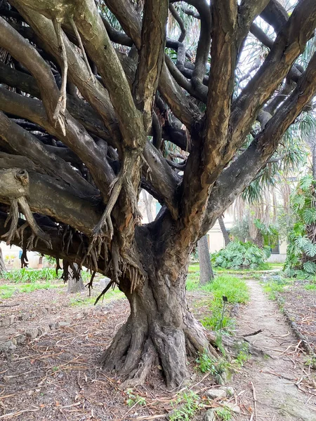 Acanthus Mollis Bear Breech Bear Foot Oyster Plant Sea Dock — Foto de Stock