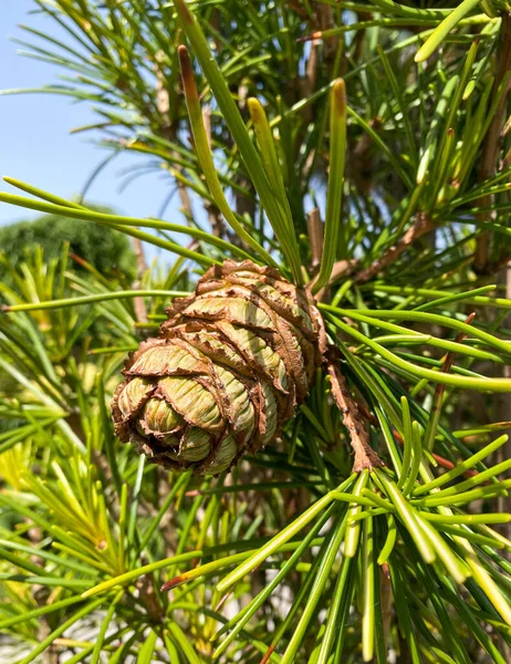 Rare Endangered Plant Sciadopitys Verticillata Umbrella Pine Cone — Stock Photo, Image