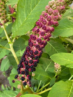 Indian poke (Phytolacca acinosa) in home garden in Poland.