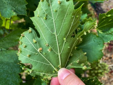 Leaf galls plant desease on grape leaves.