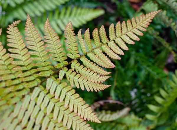 Dryopteris Erythrosora Brilliance Roślina Jesienią Botanice Polska Europa — Zdjęcie stockowe