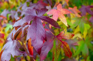 Sweetgum Ağacı (Liquidambar styraciflua) Sonbaharda parlak kırmızı, mor ve sarı yapraklar mozaik.