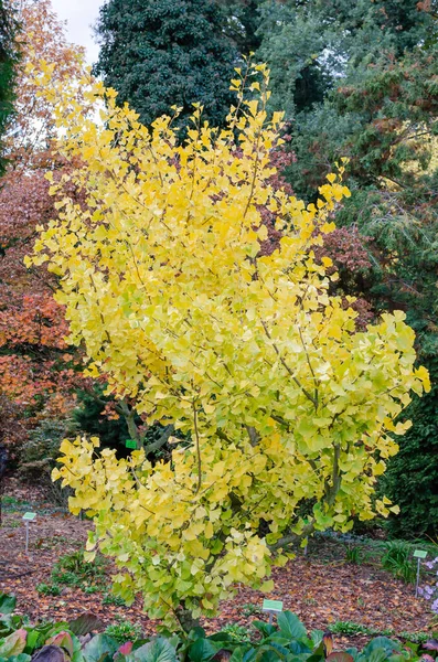 Gingko Biloba Leda Árvore Outono Botânica Polônia — Fotografia de Stock