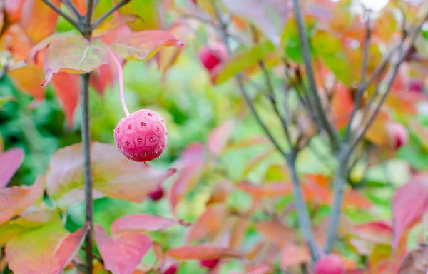 Cornus Kousa Girard Dwarf Fruta Outono Vermelha Brilhante Uma Árvore — Fotografia de Stock