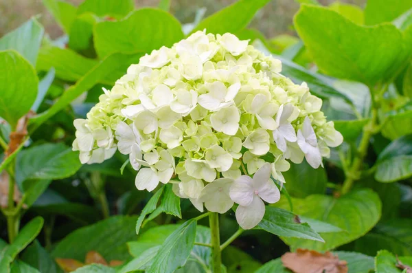 Hortensie Macrophylla Schneeball Blüht Herbst Der Botanik Weiß Und Grün — Stockfoto