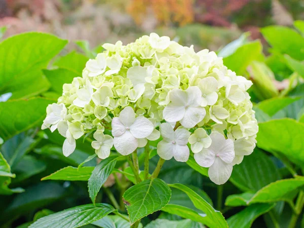 Hortensie Macrophylla Schneeball Blüht Herbst Der Botanik Weiß Und Grün — Stockfoto