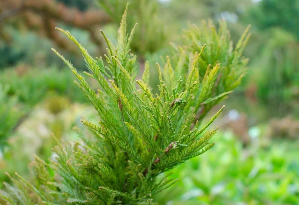 Λαμπερό Πράσινο Καλοκαιρινό Φύλλωμα Ενός Μικρού Κυπαρίσσι Βραδείας Ανάπτυξης Taxodium — Φωτογραφία Αρχείου