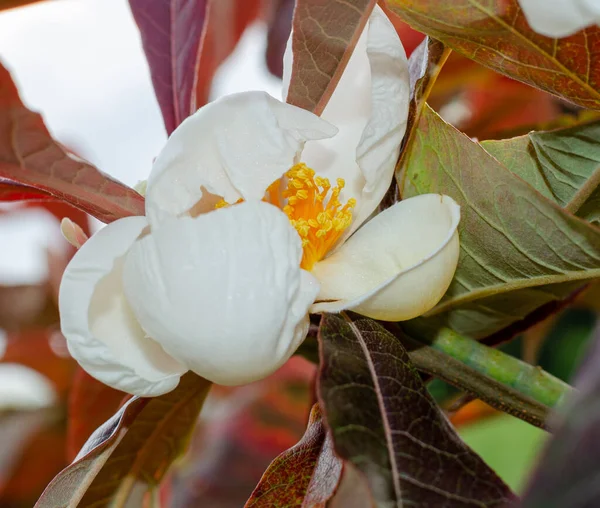 Franklinia Alatamaha Floreciendo Botánica Polonia Europa Primer Plano Enfoque Selectivo — Foto de Stock