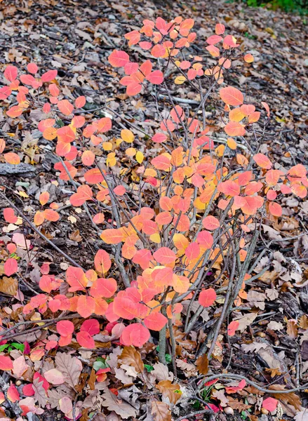 Cotinus Obovatus Arbusto Laranja Vermelho Outono Botânica Foco Seletivo — Fotografia de Stock