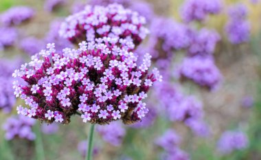 Polonya 'da botanik alanında Verbena bonariensis. Odaklan, kapat. doğa arkaplanı.