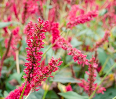 Persicaria amplexicaulis 
