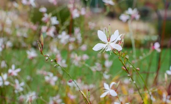 Pequena Flor Pétalas Branca Clematis Curvas Caule Macro Outono Botânica — Fotografia de Stock