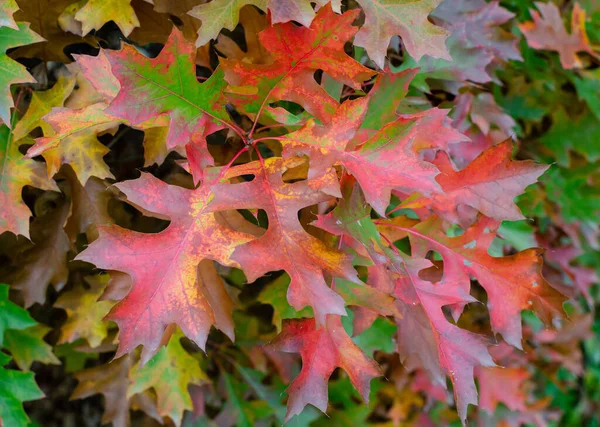 Quercus Palustris Isabel Com Folhas Coloridas Outono Botânica Polônia — Fotografia de Stock