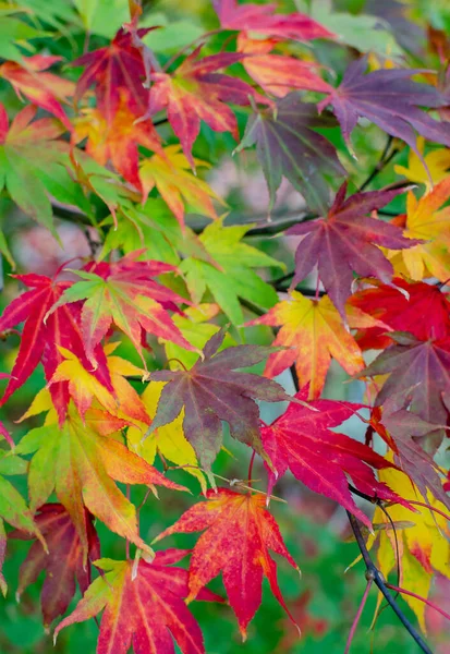 Acer patmatum with colorful leaves - red, purple, yellow, orange mosaic in autumn in botany. Nature backdrop.