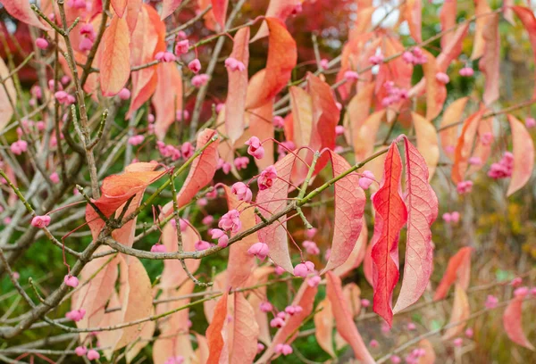 Euonymus Hamiltonianus Var Maackii Árvore Floração Outono Polônia — Fotografia de Stock