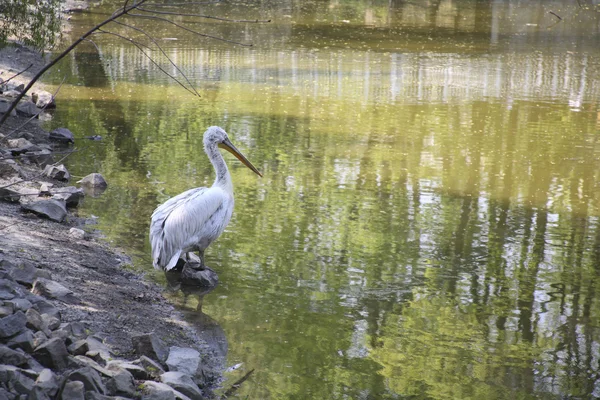Pelican, water — Stockfoto