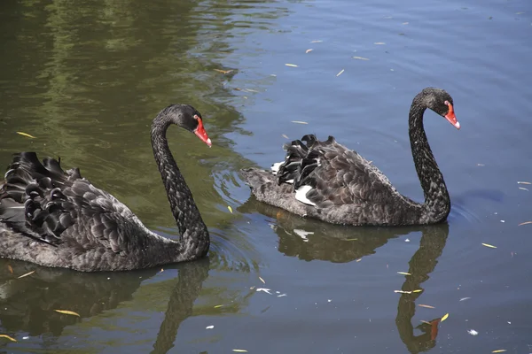 Two black swans — Stock Photo, Image