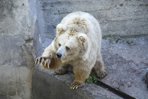 Белый медведь, смешно — стоковое фото