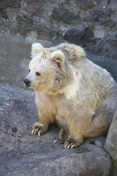 Oso blanco — Foto de Stock