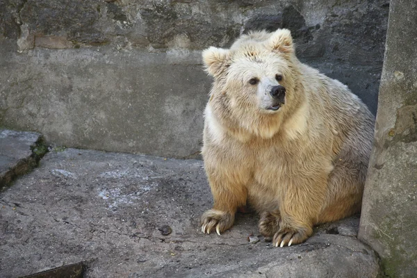Vit björn — Stockfoto
