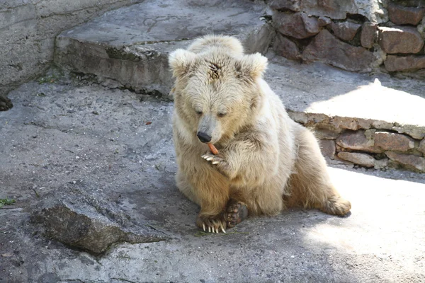Biały niedźwiedź, śmieszne — Zdjęcie stockowe