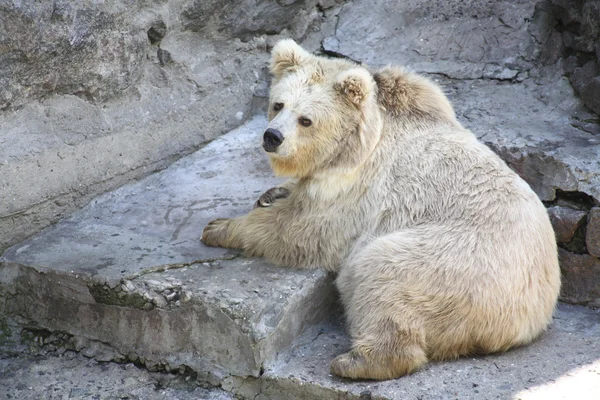 White bear, rolig — Stockfoto