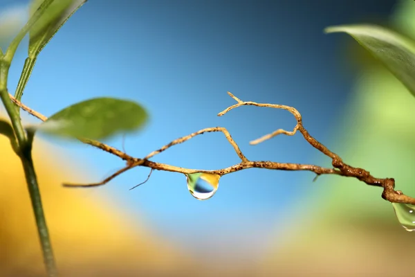 Gota de água, Marco. — Fotografia de Stock