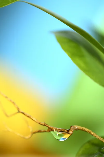 Wassertropfen, marco — Stockfoto