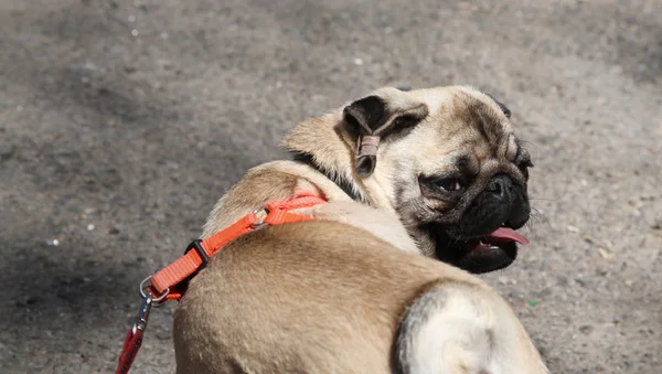 Hund mops på promenad — Stockfoto