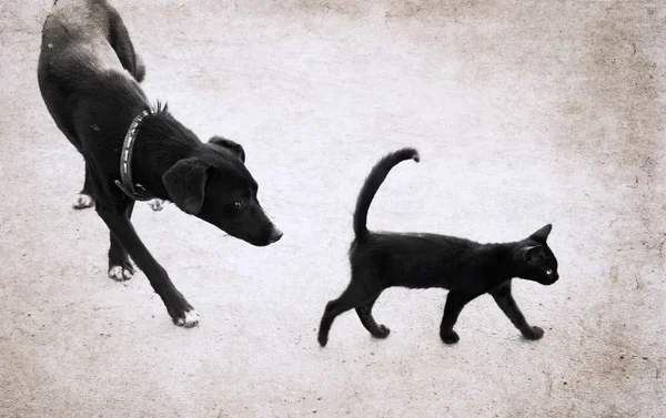 猫与狗 — 图库照片