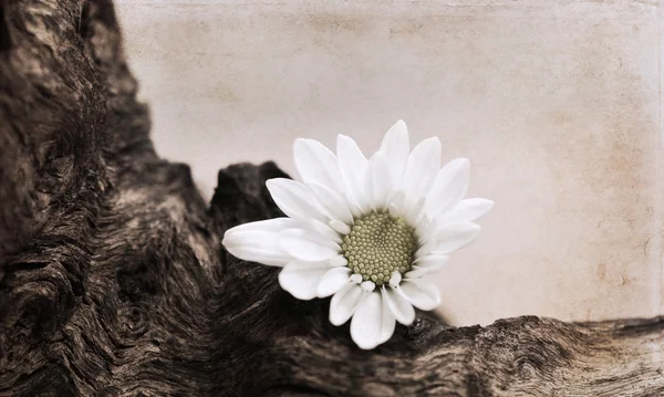 Illustraties in retro stijl, witte bloem — Stockfoto