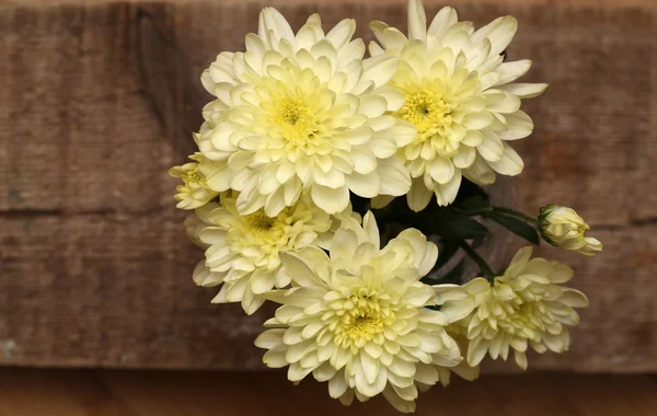 Желтая хризантема в вазе — стоковое фото