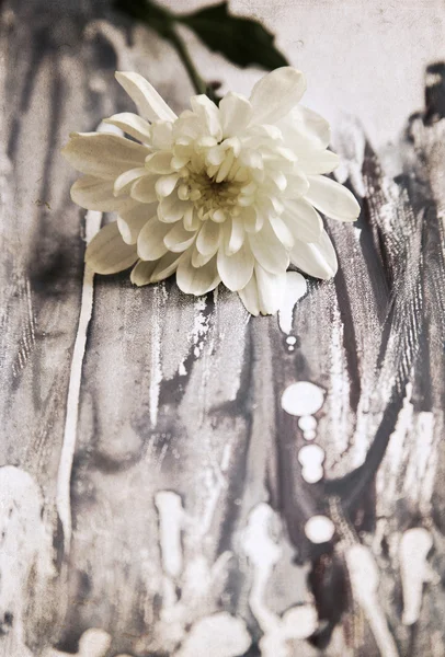 Artwork in retro style, chrysanthemum — Stock Photo, Image
