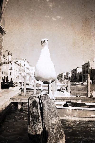 Venice, seagull — Stock Photo, Image