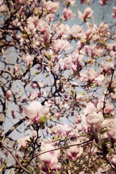 Έργα τέχνης σε ρετρό στιλ, magnolia — Φωτογραφία Αρχείου