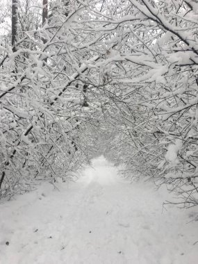 Kış karlı araziler, orman