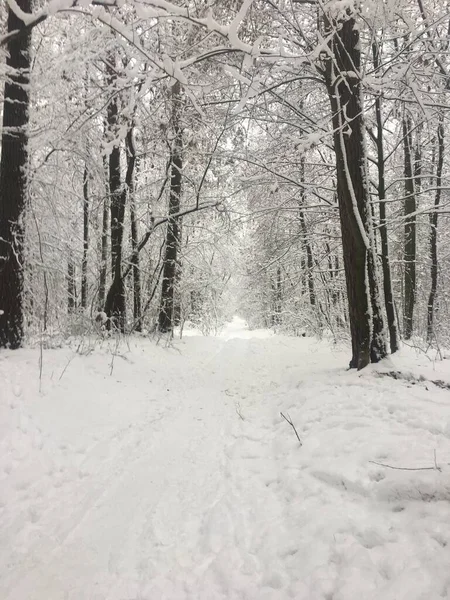 Зимовий Сніговий Пейзаж Ліс — стокове фото