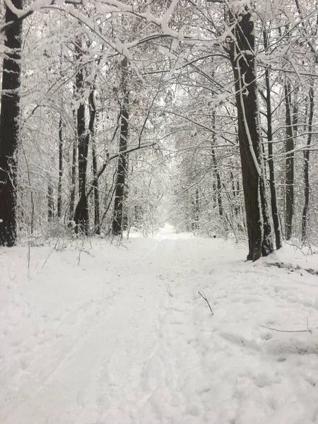 Winterbesneeuwd Landschap Bos — Stockfoto