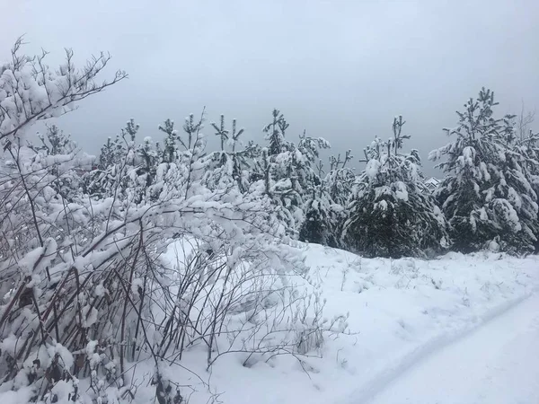 Winter Besneeuwd Landschap Natuur — Stockfoto