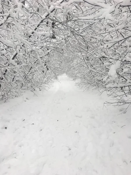 Winterbesneeuwd Landschap Bos — Stockfoto