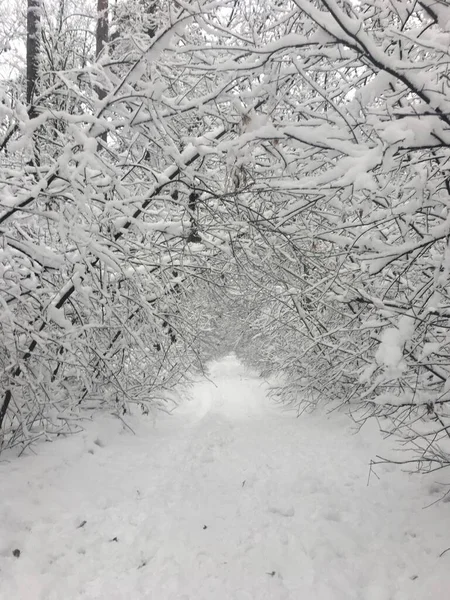 Kış karlı araziler, orman