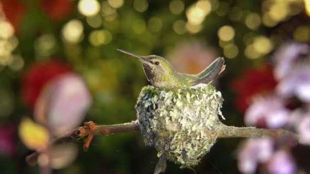 Colibri Femelle Pré Éclosion Cris Genre Appel Elle Été Observée — Video