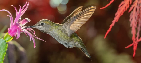 Női Kolibri Látogatás Rózsaszín Virág Közelében Piros Sárkány Japán Juhar Stock Kép