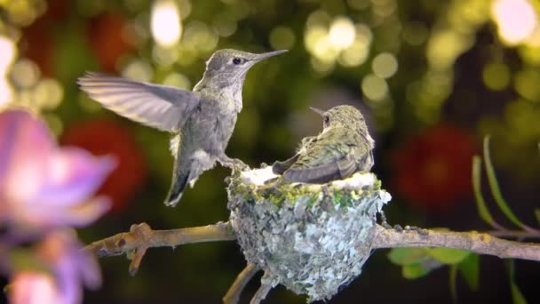 蜂鸟宝宝在离开鸟巢前 先练习拍翅和鸣叫 然后慢慢地缩放 — 图库视频影像