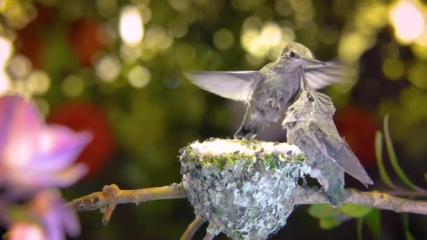 První Let Malého Kolibříka Krátce Vznášející Nad Hnízdem — Stock video