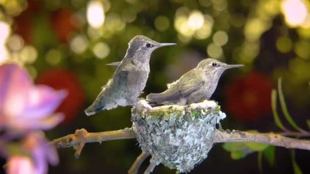 Een Van Twee Baby Kolibries Bijna Klaar Zweven Veel Oefenen — Stockvideo