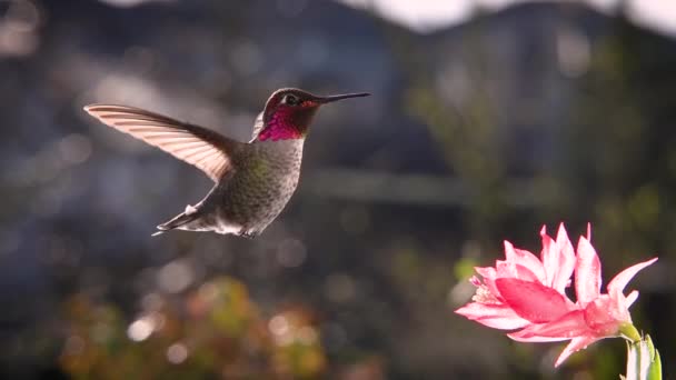 Männliche Kolibris Schweben Hellem Gegenlicht Zeitlupe Zoomen Und Vergrößern — Stockvideo
